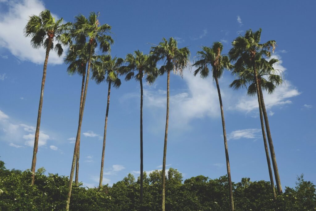 7 Razões para Visitar Orlando em Março: Tudo sobre o Clima, Atrações e Dicas de Viagem