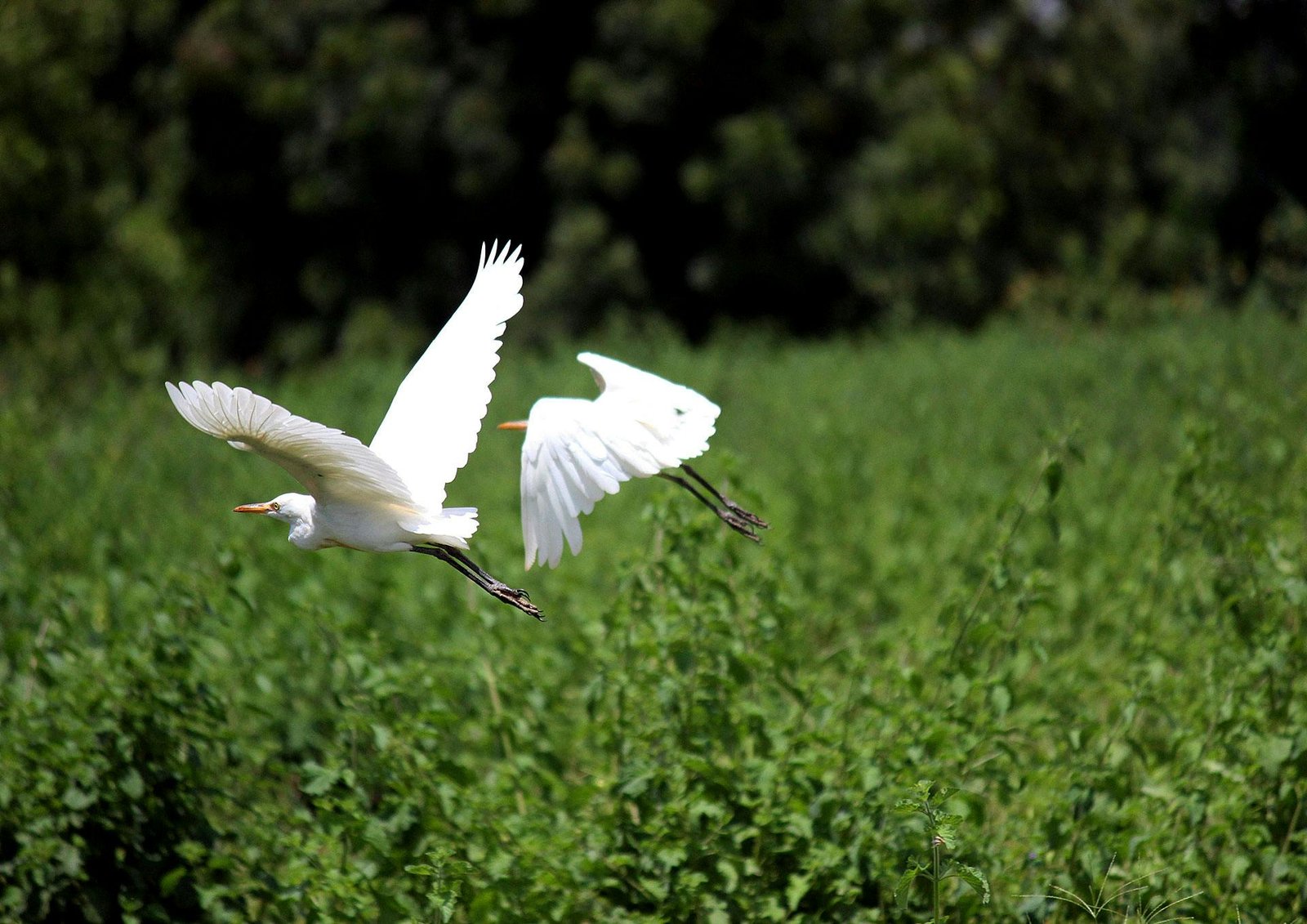 Viagem para o Pantanal: O Melhor Período para Visitação, Observação da Fauna e Opções de Hospedagem